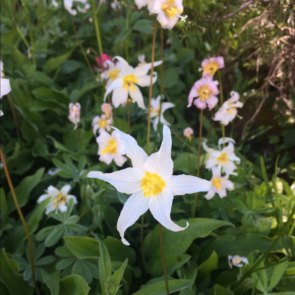 Meet your Posher, Kaylin